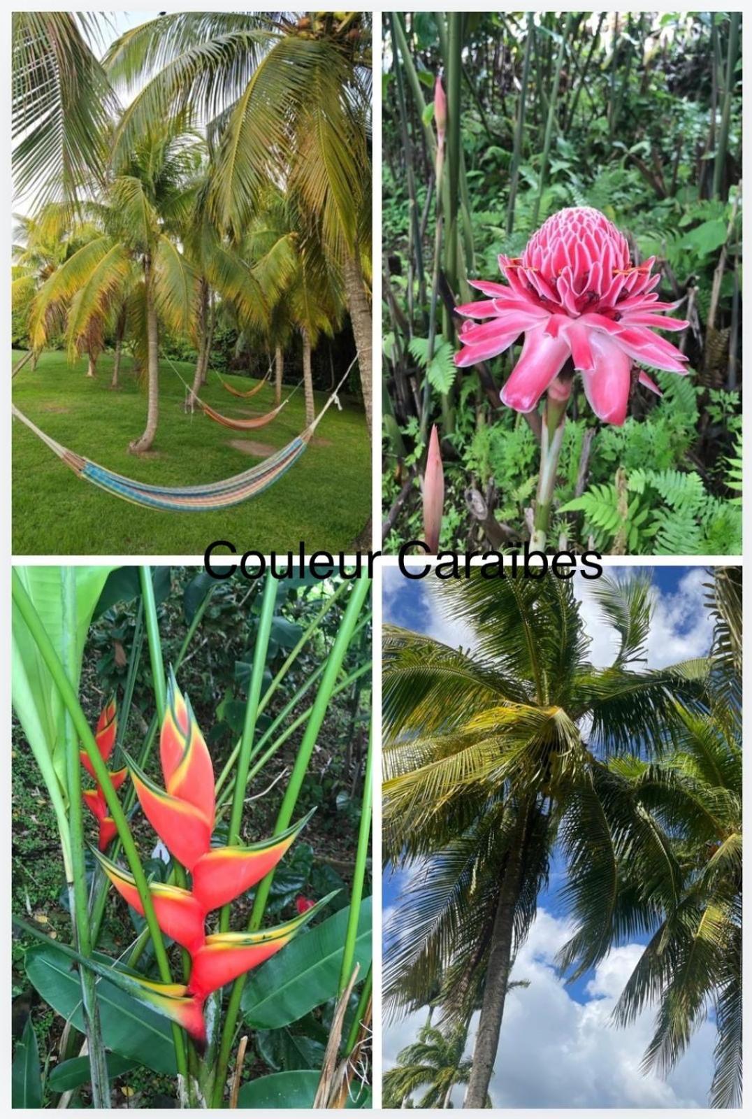 Couleur Caraibes-Cocobeach Martinique Pierre Et Vacances Sainte-Luce Luaran gambar